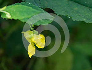 Pale Jewelweed Ã¢â¬â Impatiens pallida